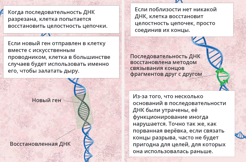 Запись данных в ДНК. Анализ ДНК. Хранение данных в ДНК. Метод анализа ДНК кратко.