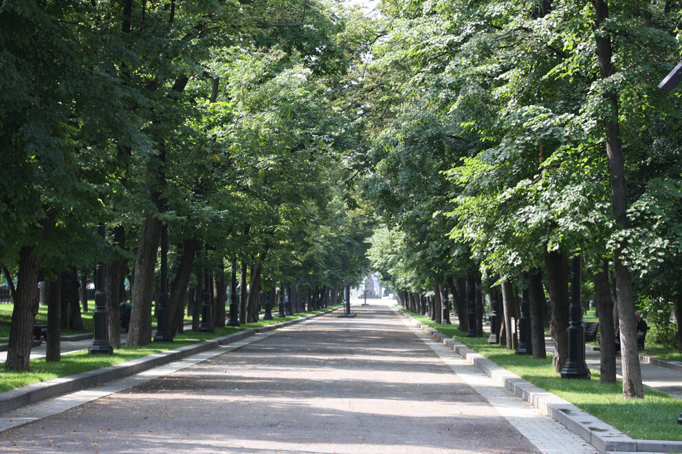 Какие деревья растут в москве фото