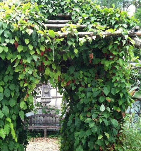 Лимонник китайский