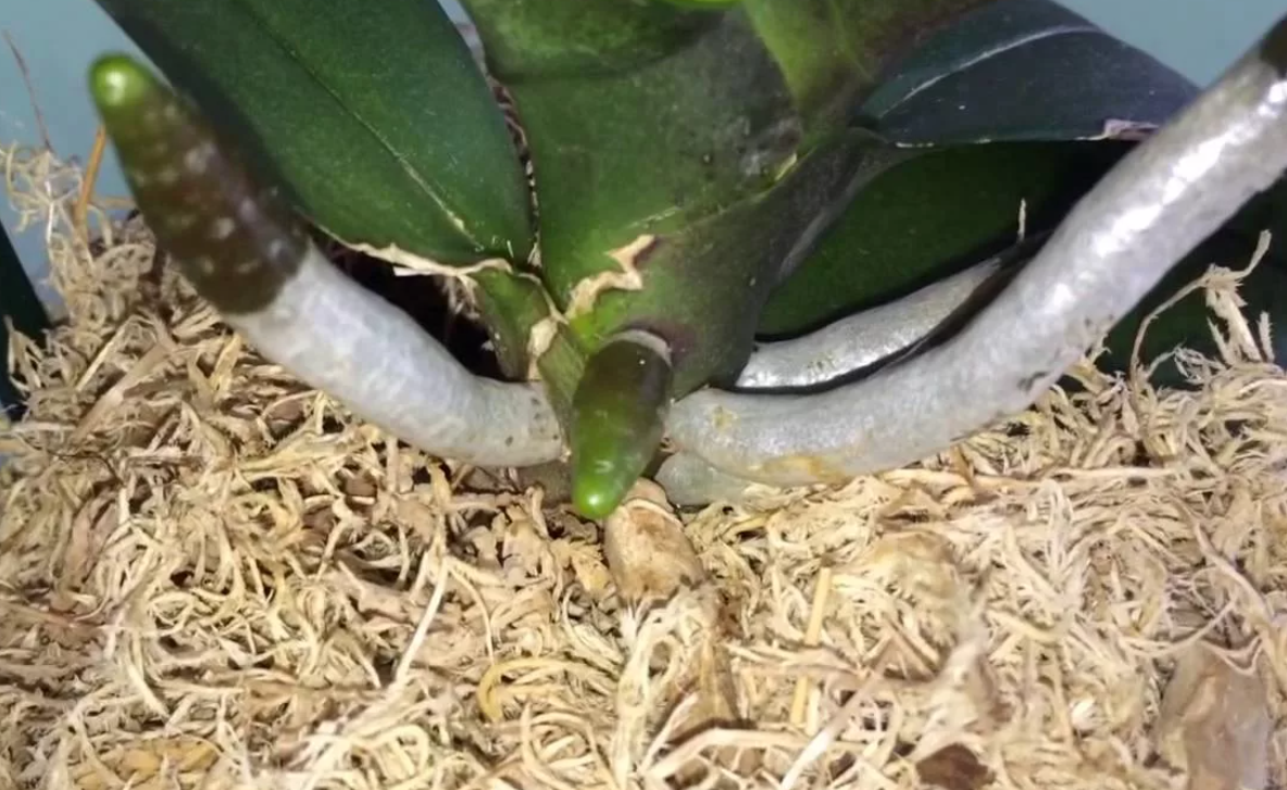 Корни, взято из Яндекс Картинок