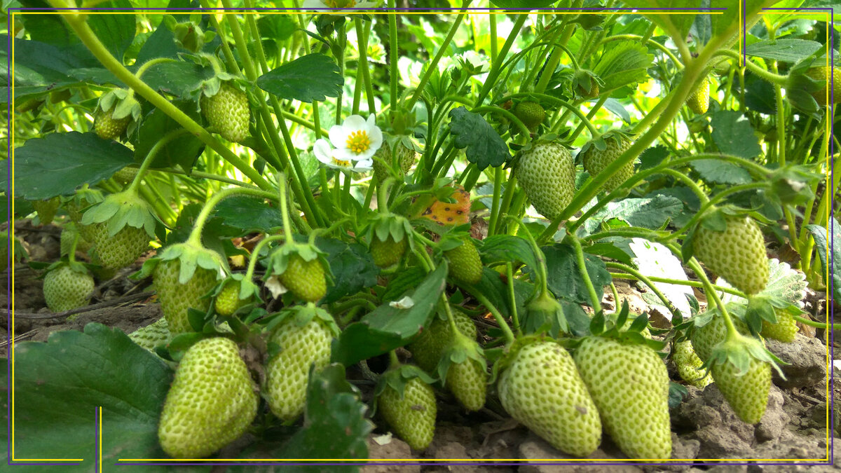 Земляника. Фото автора.