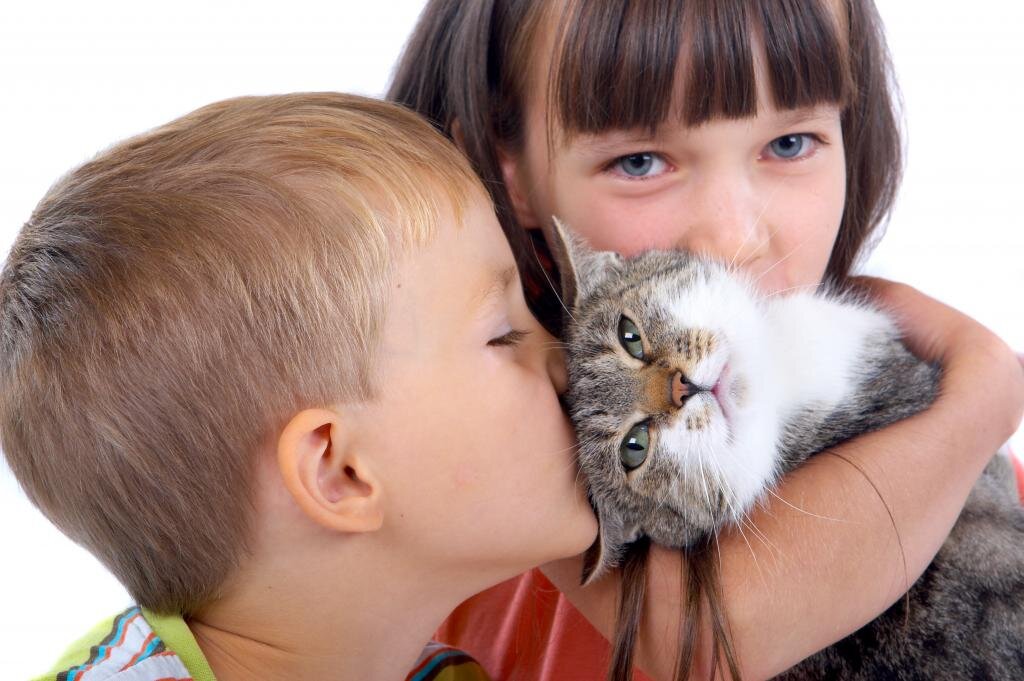 Аллергия на кошек у детей: симптомы, лечение и профилактика. | Детское  здоровье | Дзен