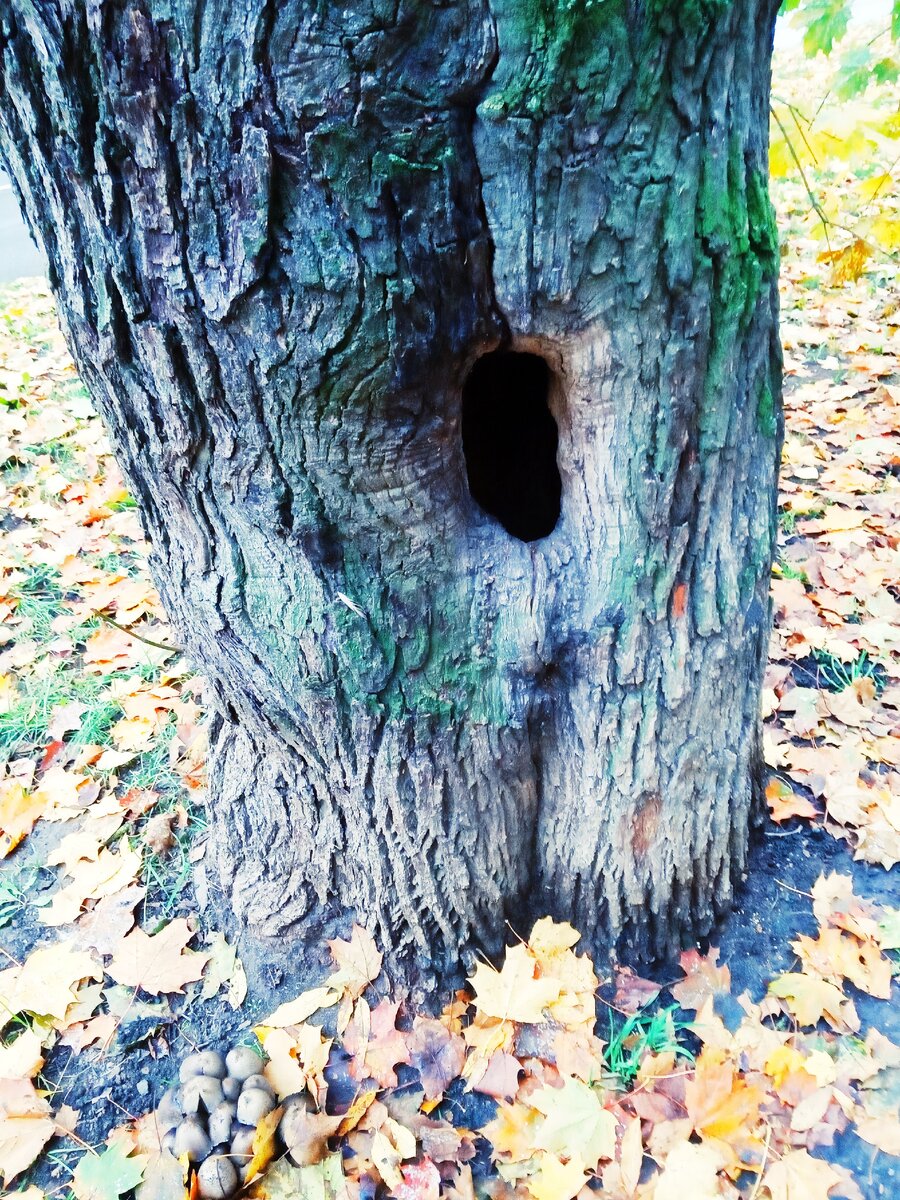 Дупло. Фото автора 
