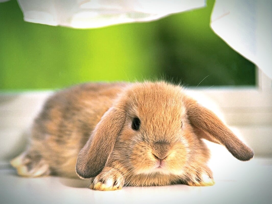 Чем кормить декоративного карликового кролика? 5 правил кормления в домашних условиях