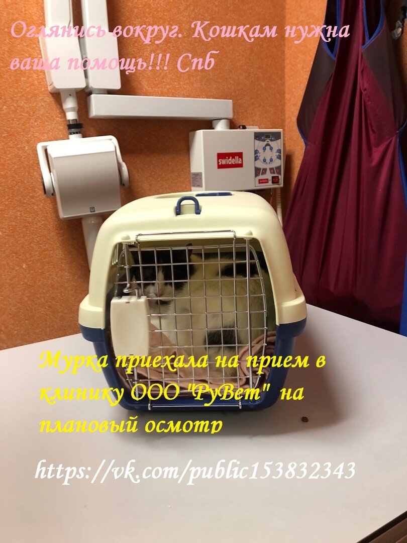 Мура в ветклинике на осмотре по поводу снятия штифта