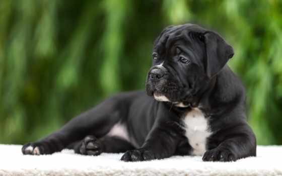 Pin on х Cane Corso