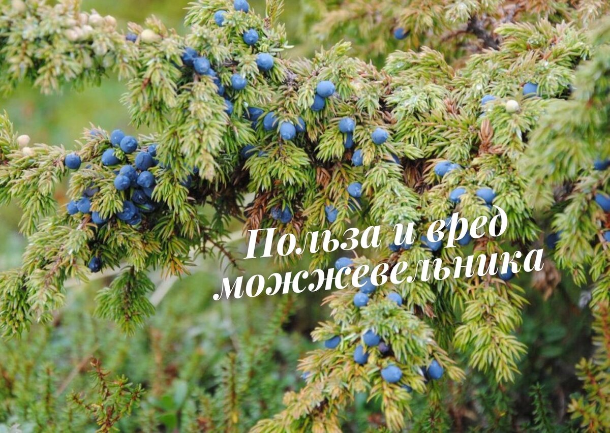 Такой вредный и полезный можжевельник: чем он может навредить? | Садория.ру  | Дзен