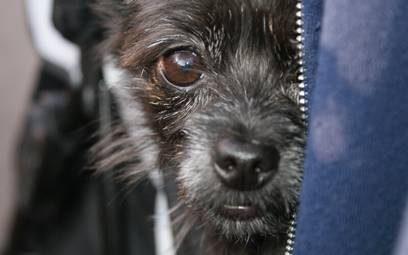 Страх, доводящий до паники, то есть тот, что можно назвать серьезным, время от времени испытывают около половины всех собак. Фото Lisa Horne/Pixabay 