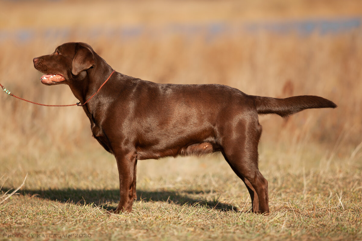 Мизанфа Жоли Евгеника Ностальжи
