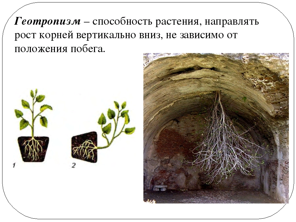 Положительный геотропизм связан с чувствительностью растения к силам земного притяжения.