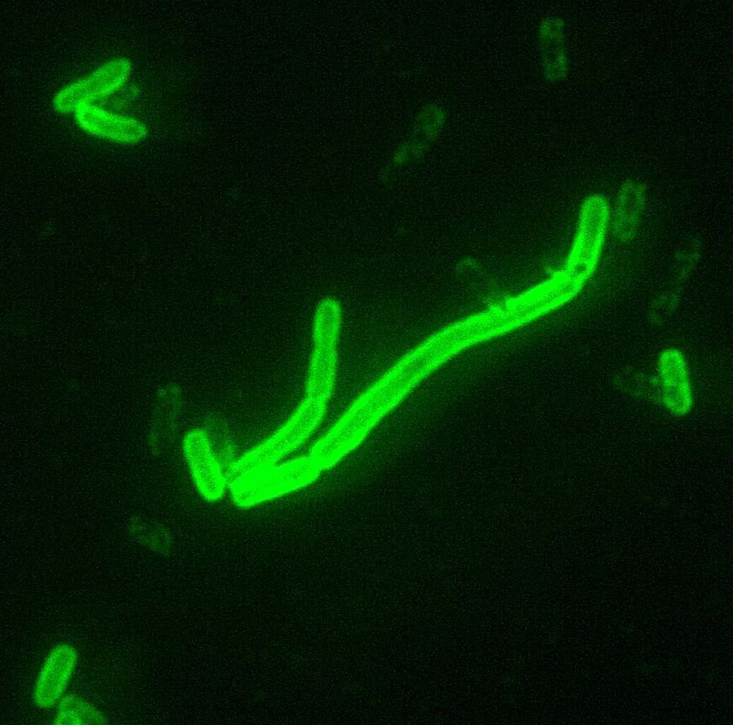 Yersinia pestis, чума ооруныҥ башталарыныҥ шылтагы Larry Stauffer / CDC
