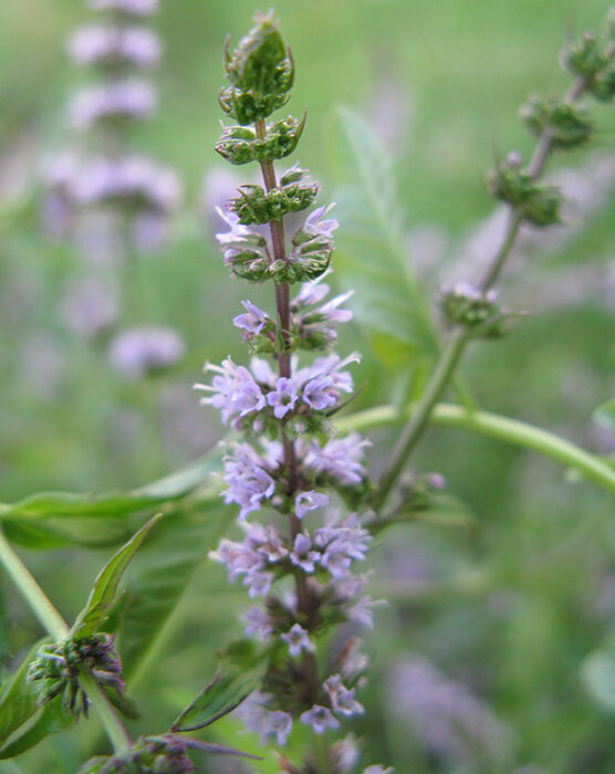 Мята колосистая (Mentha spicata)
