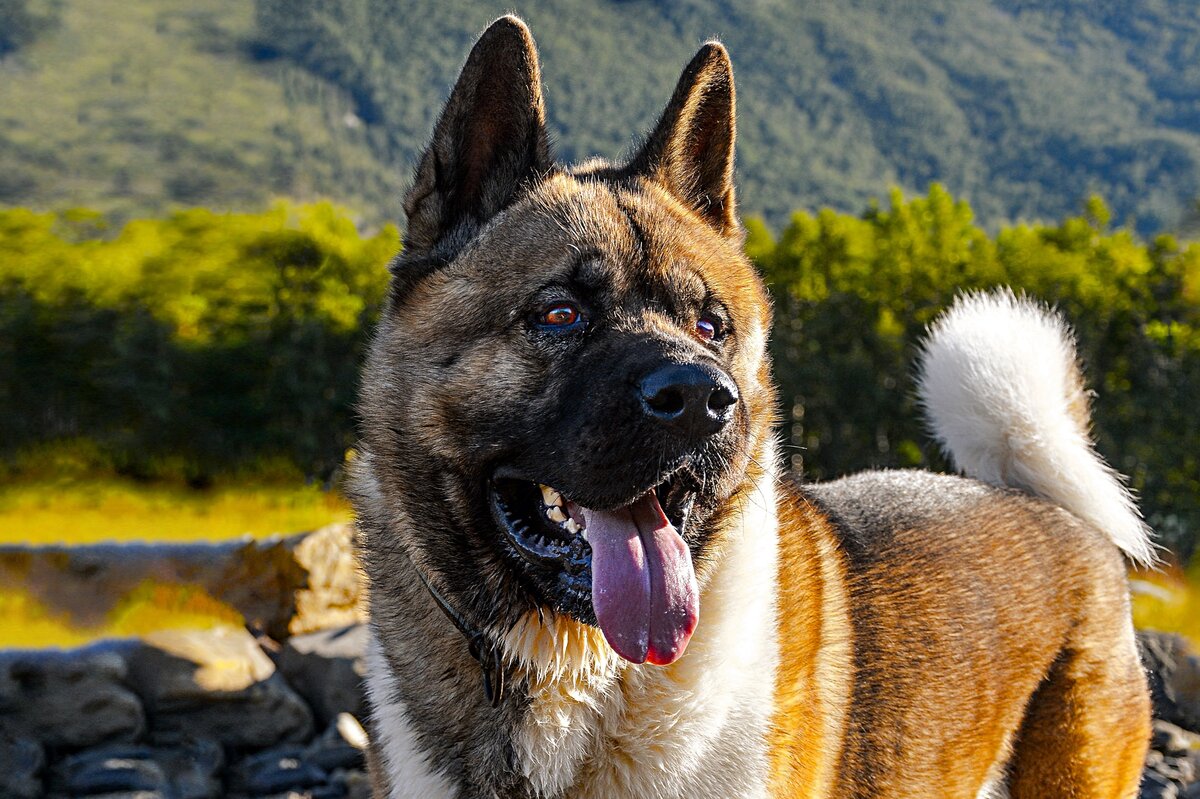 В некоторых случаях, собаки пользуются мордой, как щитом, чтобы исподтишка «боднуть» противника.