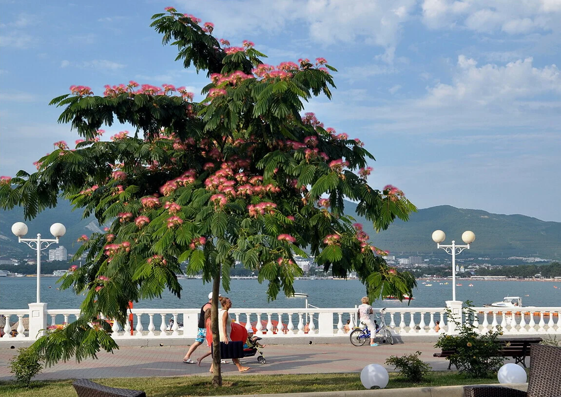 Набережная Геленджика 