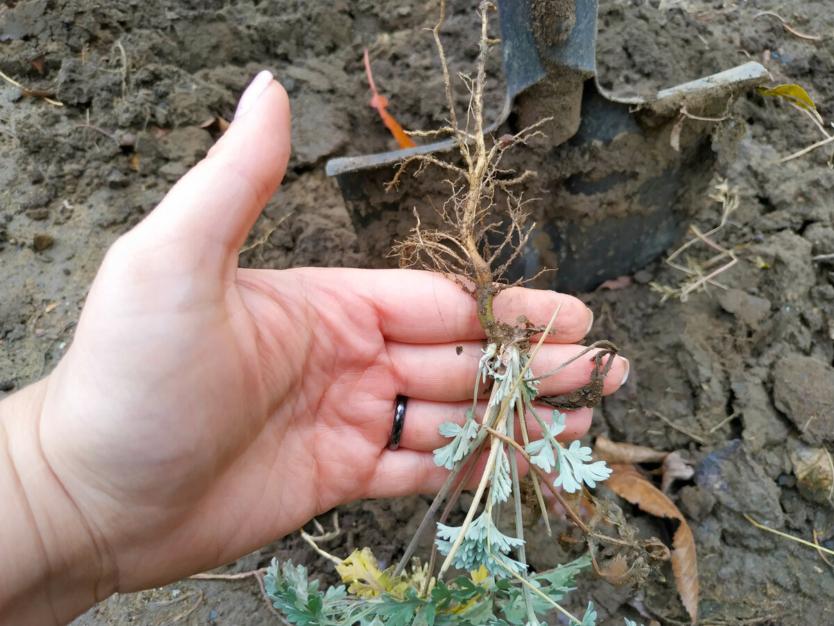 6 соток. Светлана Аниканова