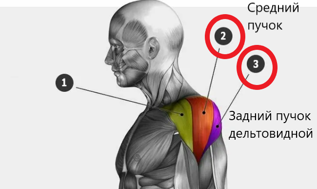 Передний пучок дельтовидной мышцы боль. Средний пучок дельтовидной мышцы. Болит пучок дельтовидной мышцы. Средний пучок дельтовидной мышцы упражнения.