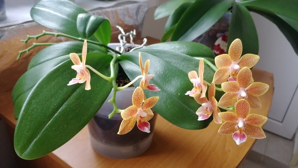 Цветение орхидеи фаленопсис Table Masterpiece