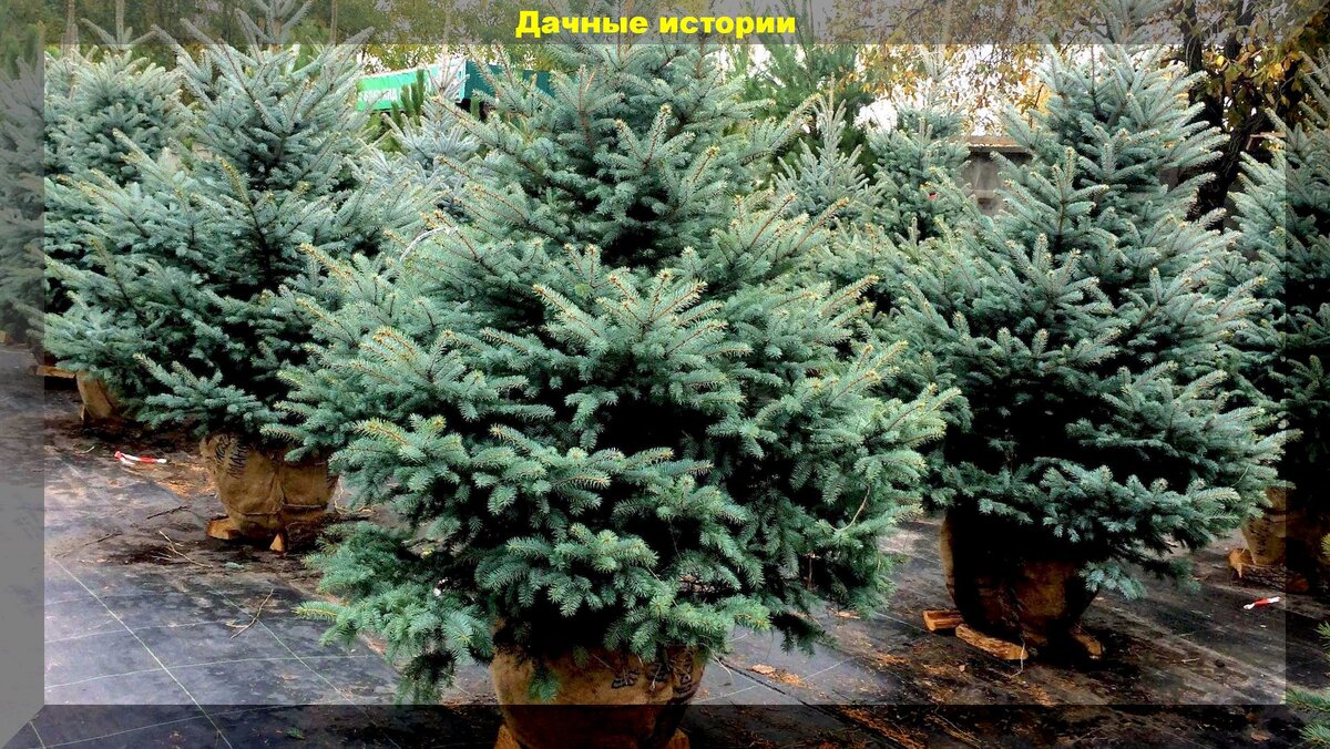 Купить живую елку в горшке в Москве, новогодние натуральные елки в горшках, цены