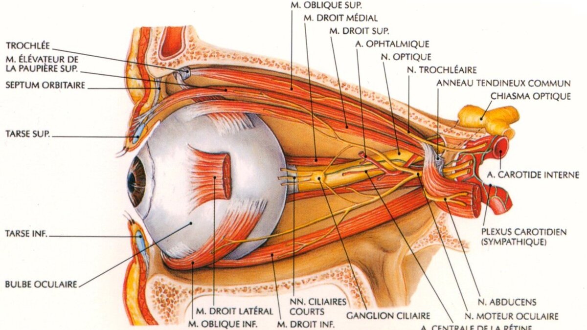 Зрительный нерв глаза картинка
