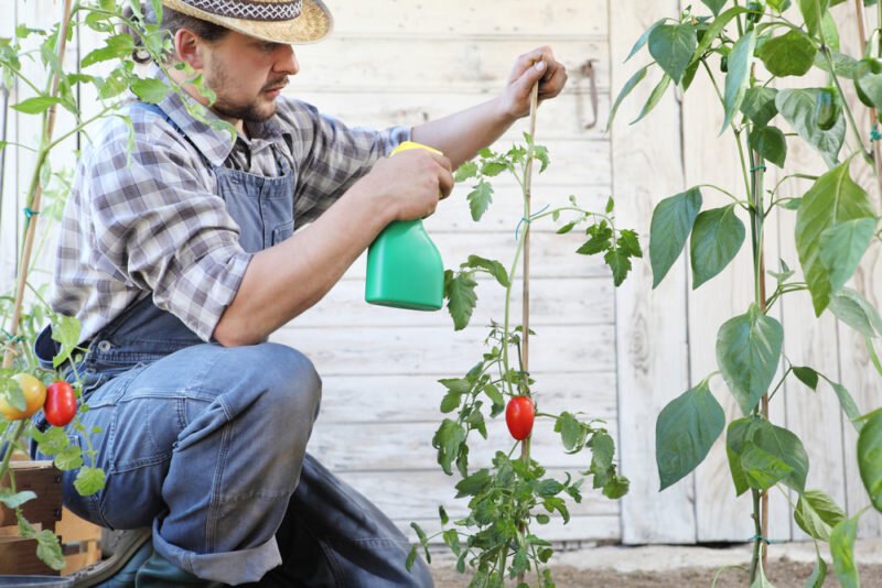 Обработка томатов. Иллюстрация для статьи используется по стандартной лицензии ©dachnyedela.ru