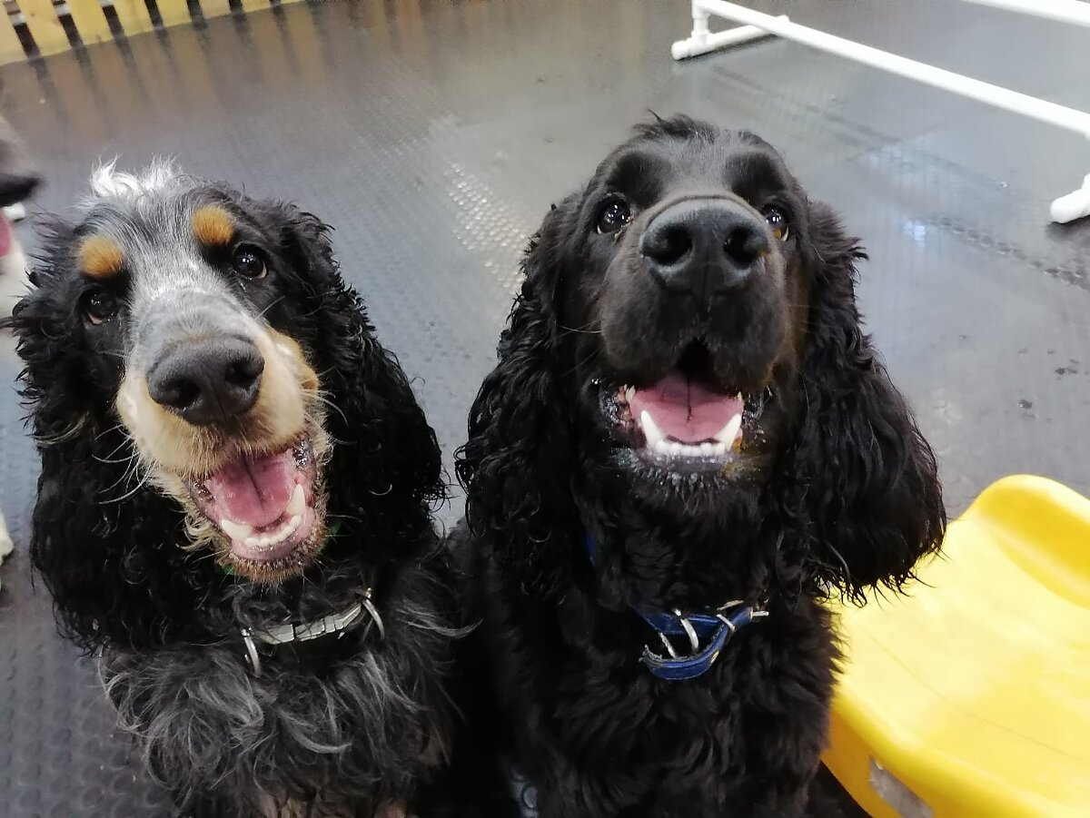 Воспитанники "детского сада" нашего Догги-центра