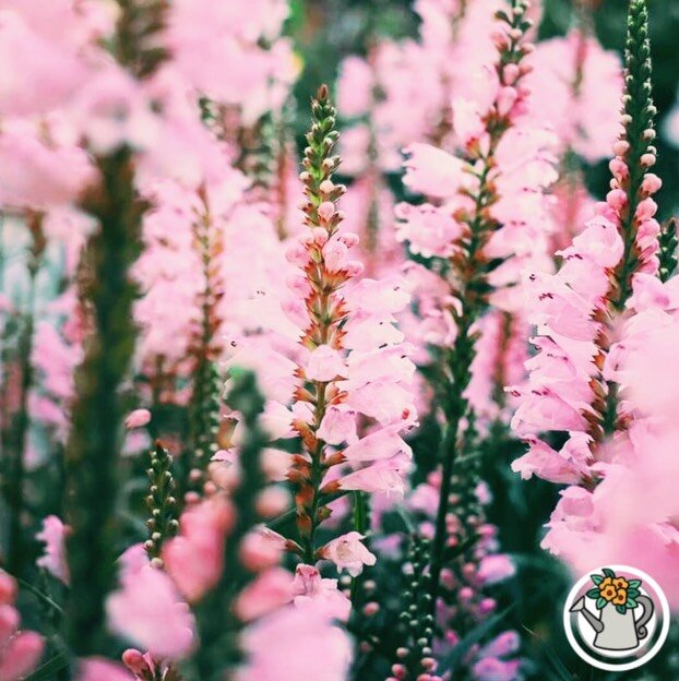 Физостегия