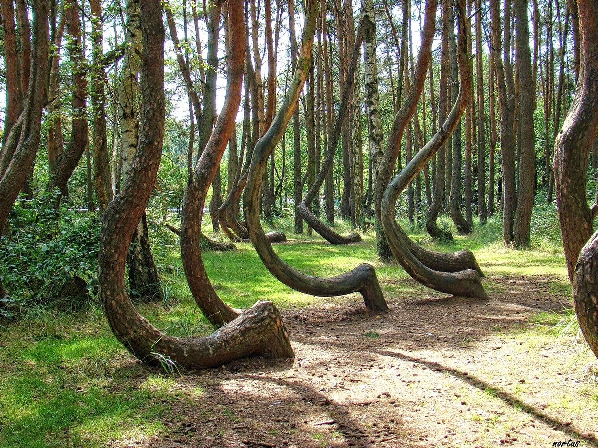Калининград пьяный лес фото
