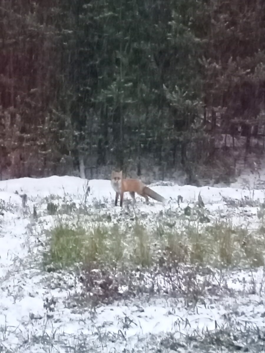 та самая гостья...фото 22.10.2020 г.