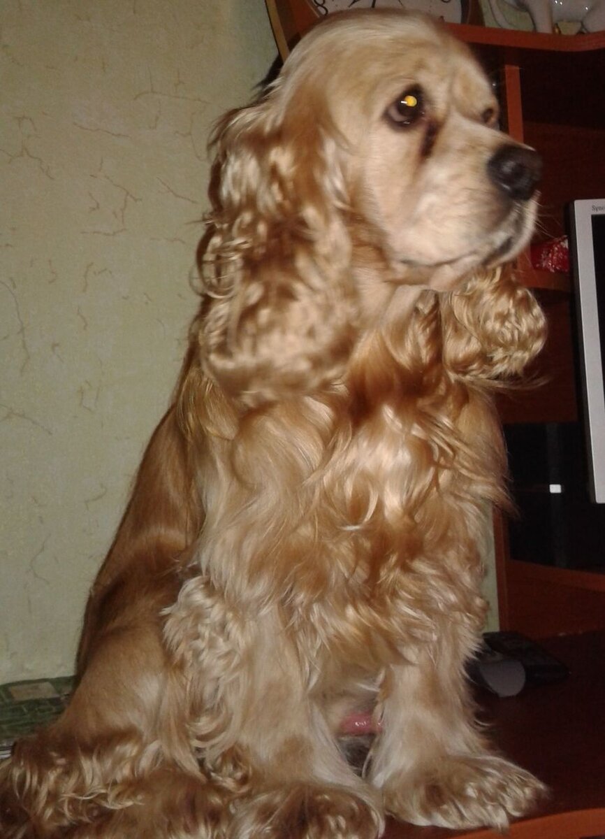 Яндекс картинка. 