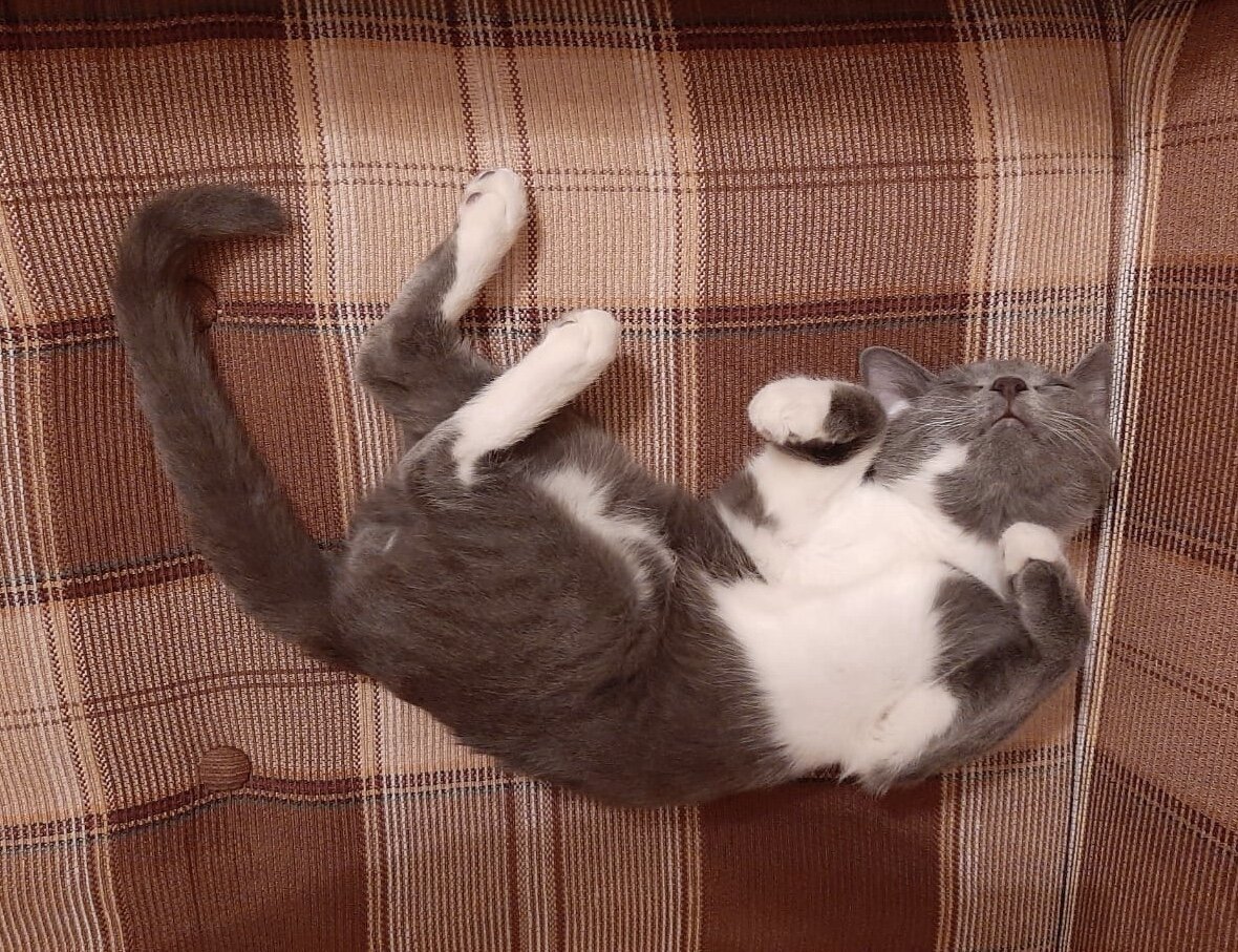 «Волчонок чувствует себя хорошо. Дома уже полностью освоился. Очень ласковый и активный мальчик».