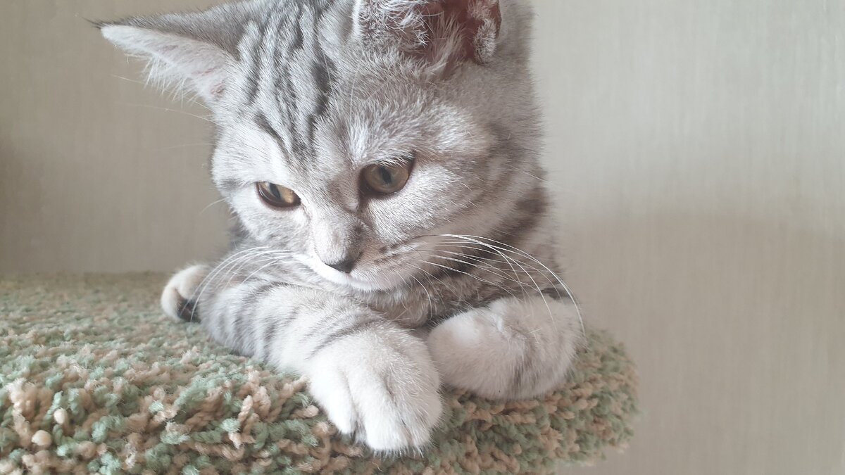 Нет у меня фотографий как кошка ходит по кухонному столу. Не очень мне хотелось фотографировать ее в этот момент. Поэтому просто фото моей любимицы. 