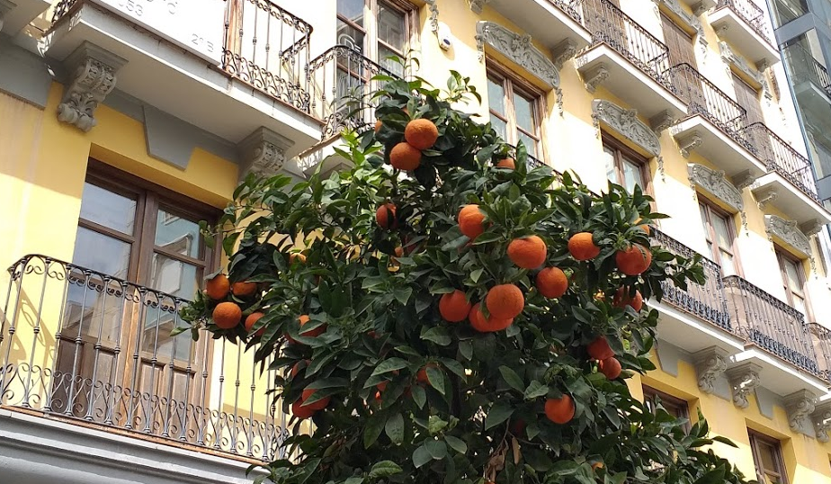 Апельсины на улице Гранады (Андалусия, Испания, февраль 2021 года)