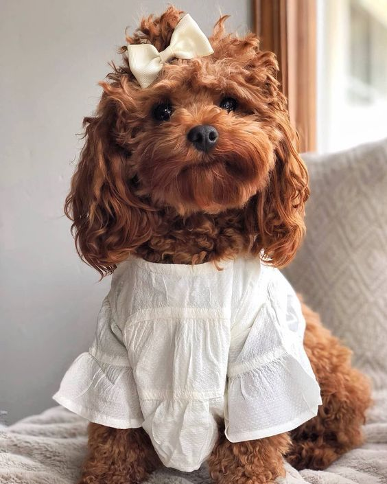 Cобралась выходить гулять. Источник фото: dogtime.com