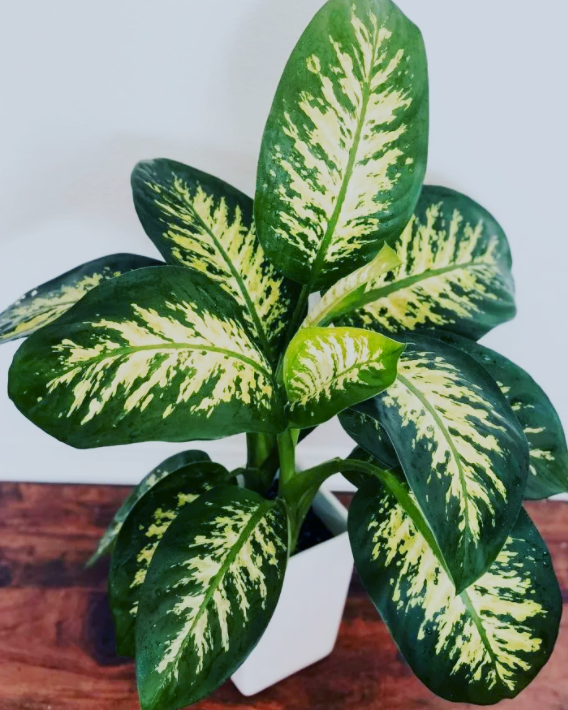 Диффенбахия