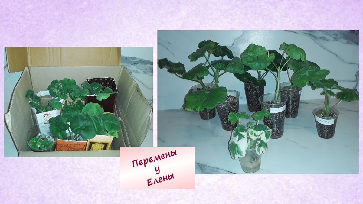 Новинки приехали домой