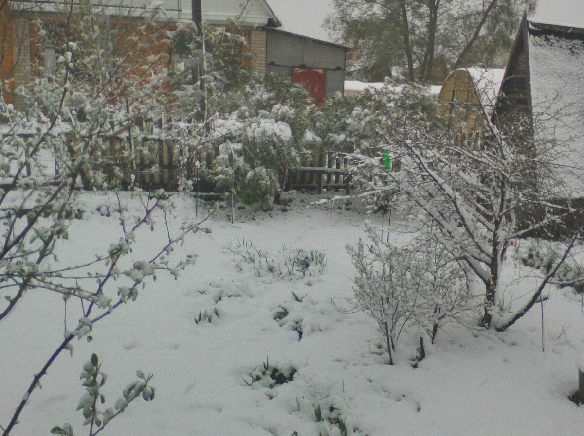 снега почти по колено, а на яблонях бутоны.