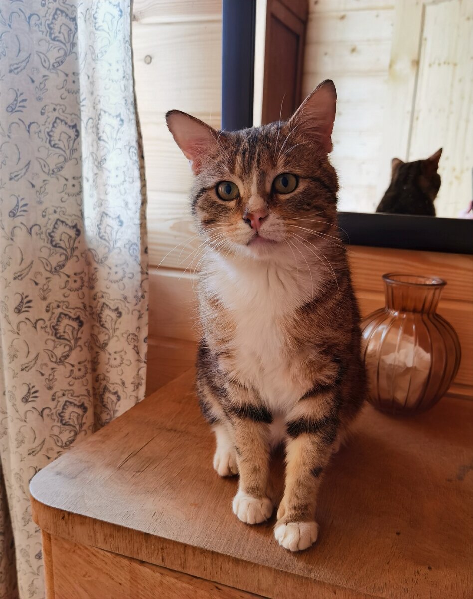 Будь очень счастлив, Барсик 