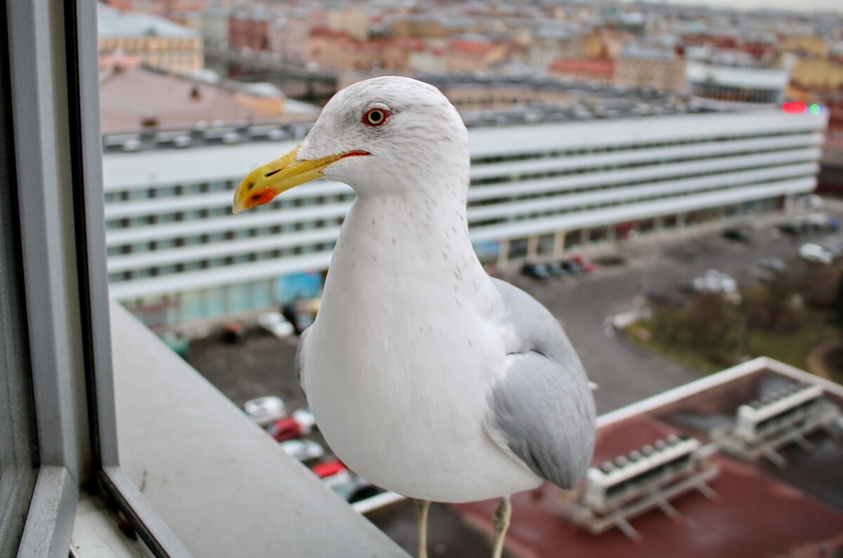 Красотка-чайка!