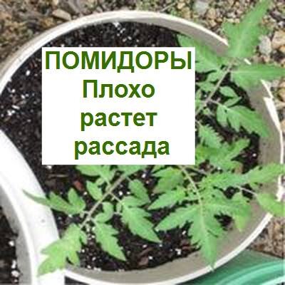 помидоры, рассада растет плохо