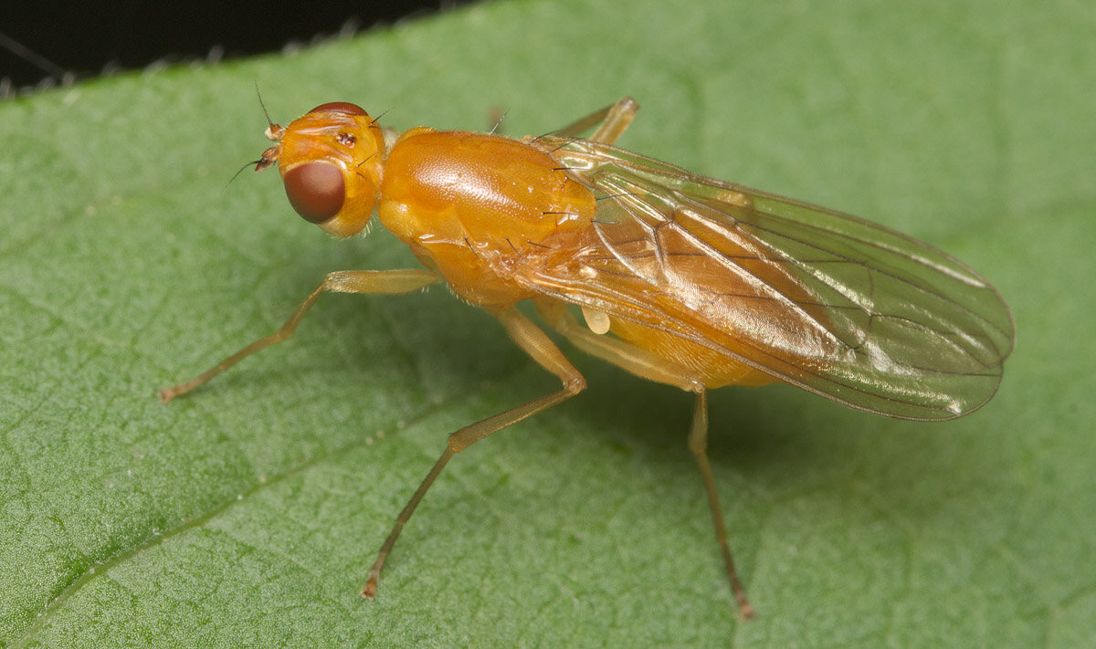 Морковная муха. Фото взято в свободном доступе.