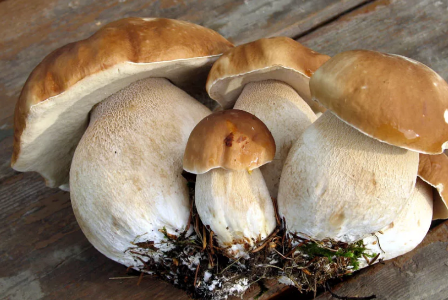 Чем полезен белый гриб для человека. Семейство белых грибов. Боровой белый гриб. Белые грибы семейками. Молодой белый гриб.