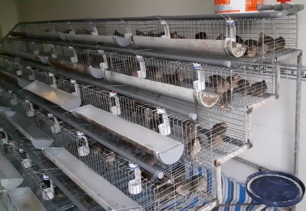 каскадная сварная клетка для перепелов 