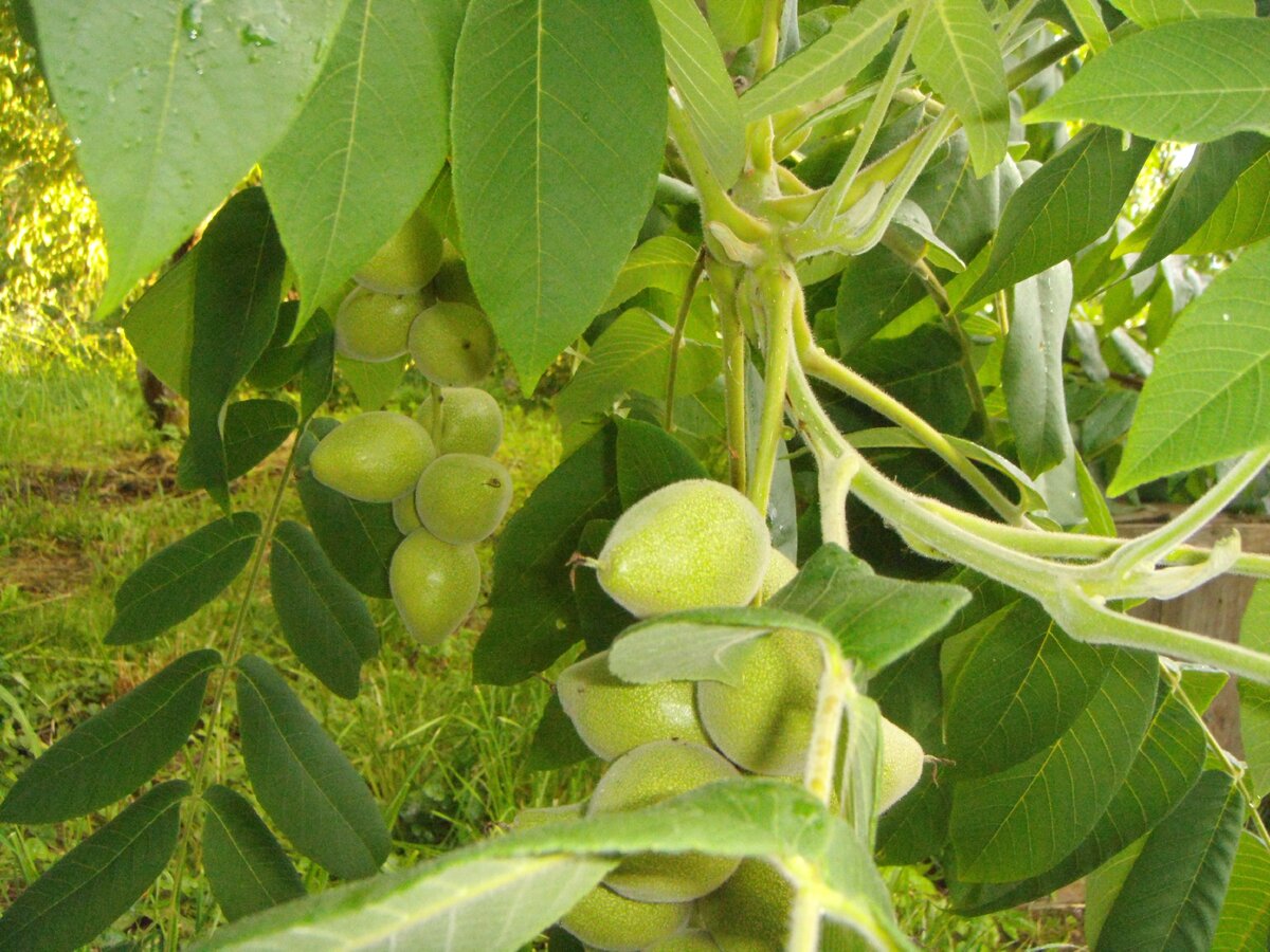 Juglans cordiformis