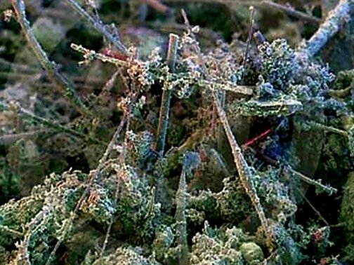 Пыль под микроскопом