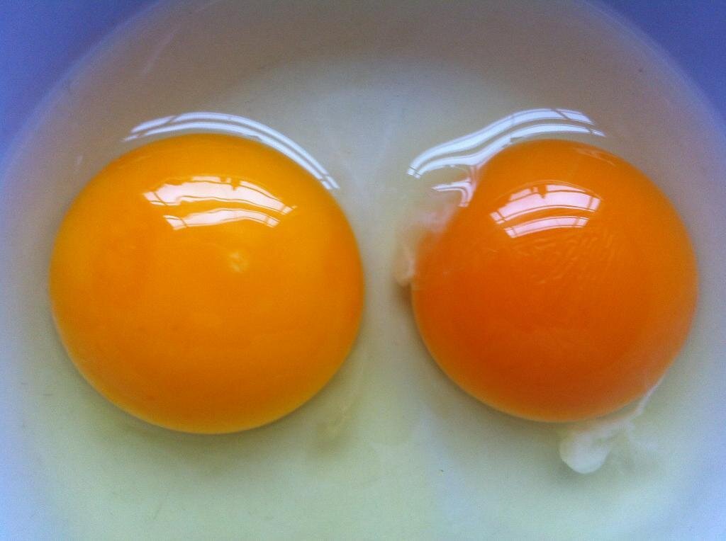 Как определить оплодотворенное яйцо курицы. Оплодотворенное куриное яйцо. Оплодотворенное яйцо курицы. Желток оплодотворённого яйца. Неоплодотворенные куриные яйца.
