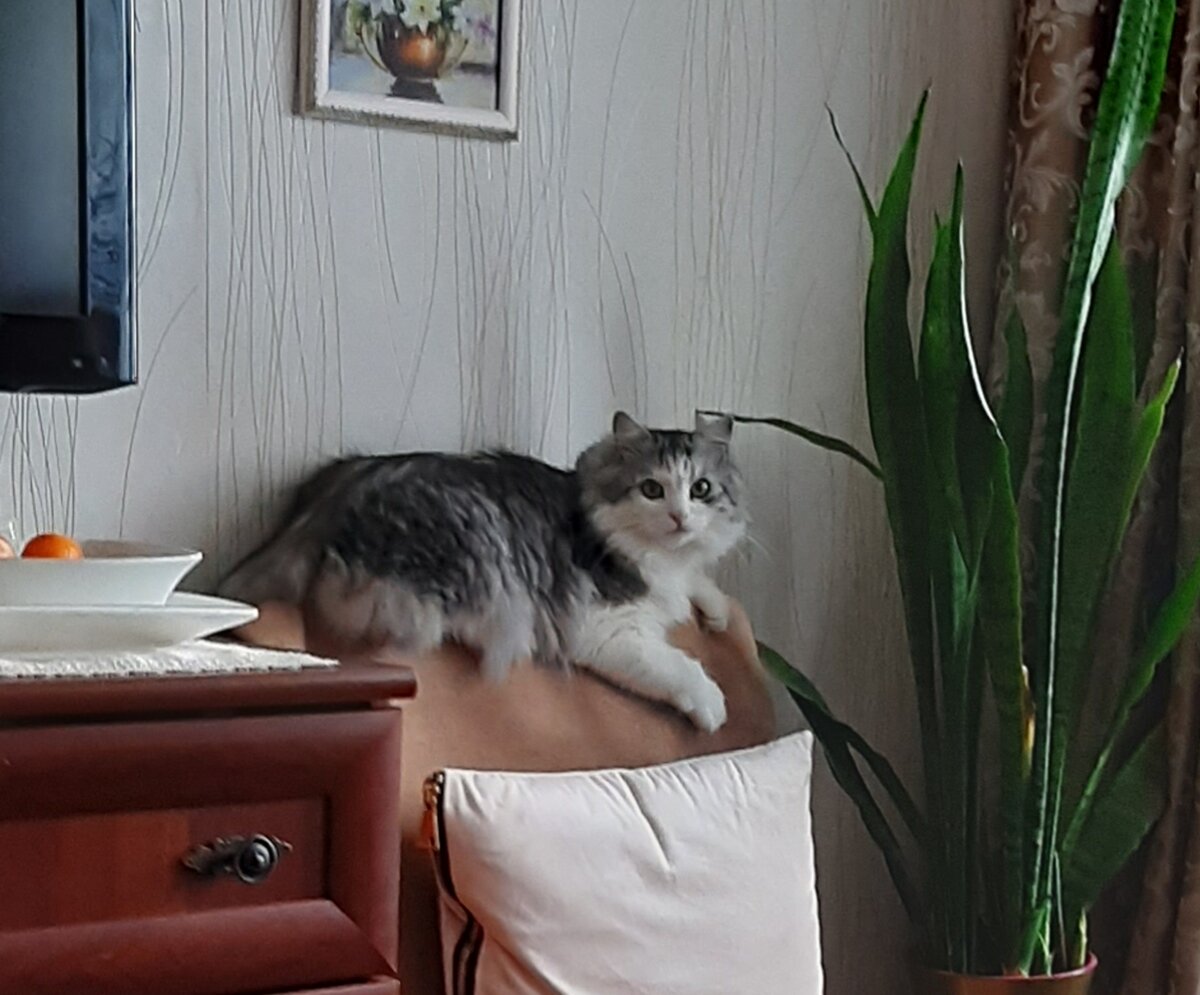 сансевиерия  тоже опасна для котов, может вызвать дерматит. Иннокентий эту траву не ест, для него это место для игр, за эти цветком он любит прятаться и нападать, те. охотиться.