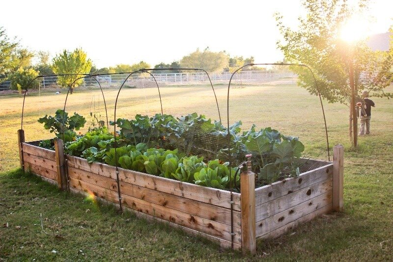 Из-за особенностей таких грядок в первый год на них лучше сажать теплолюбивые культуры. (Фото используется по стандартной лицензии ©hozvopros.com)