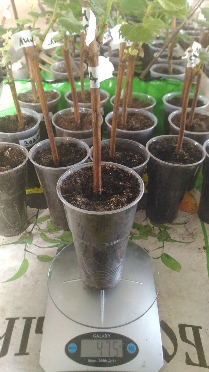 Вес саженца из опыта с засухой, спустя два дня после полива 