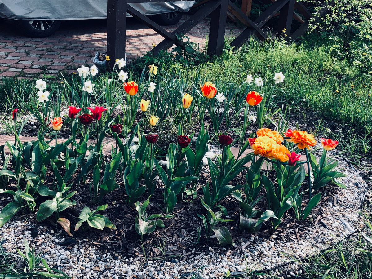 Моя клумба с нарциссами и тюльпанами прошлой весной. Везде фото автора. 