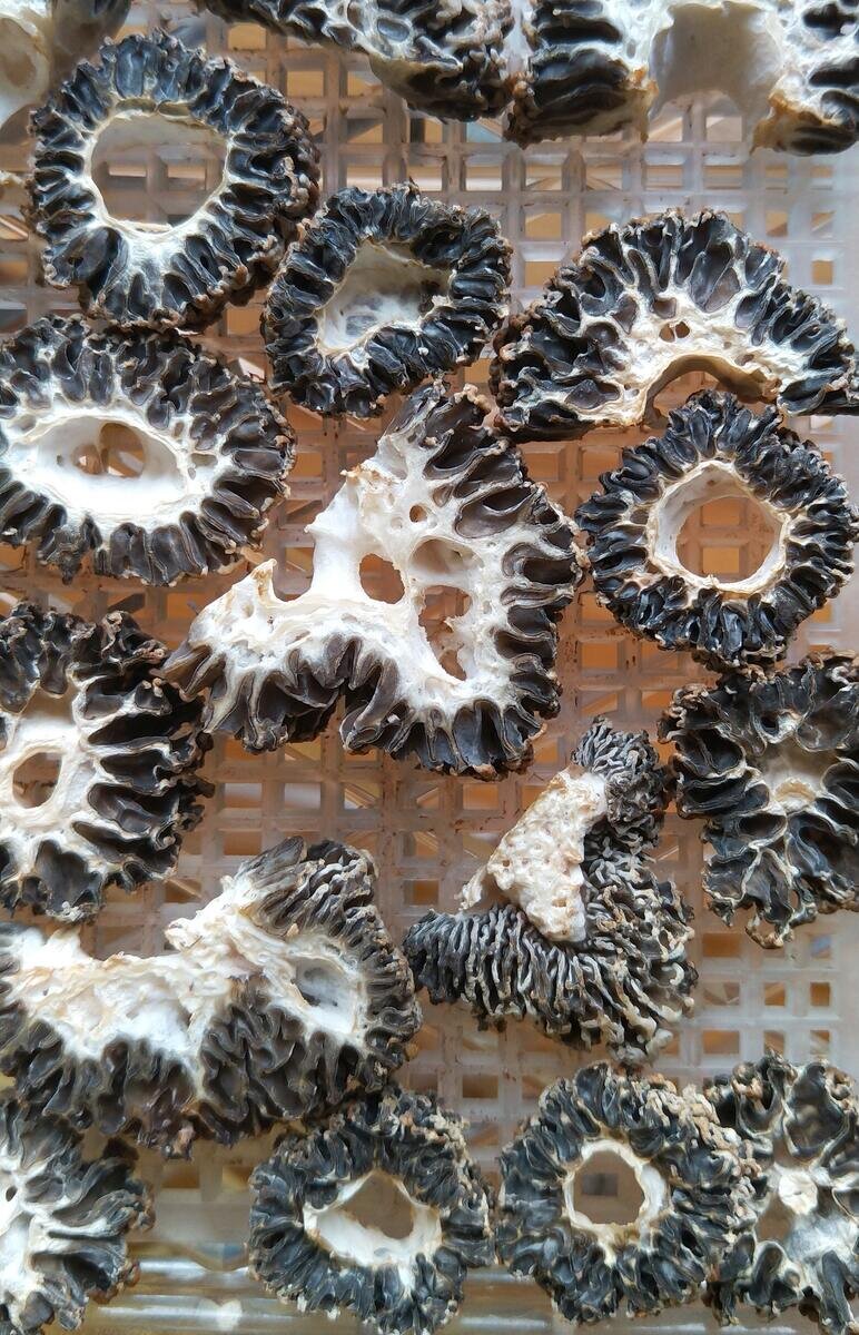 В разрезе похожи на какие-то чудные ископаемые, правда? (фото пользователя Сестра М)